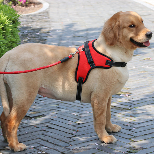 Pettorina Imbottita Regolabile per Cani – Sicura, Confortevole e Riflettente